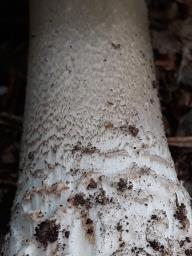 Amanita excelsa