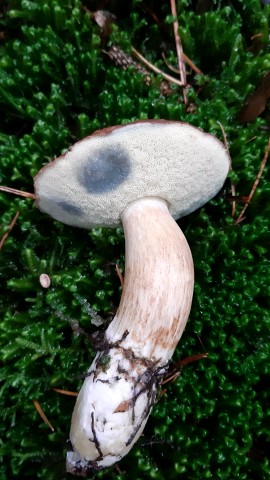 Imleria badia