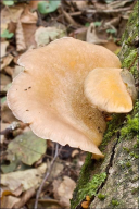 Sarcomyxa serotina