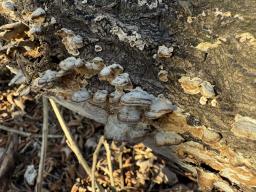Bjerkandera adusta
