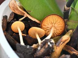 Lactocollybia cycadicola