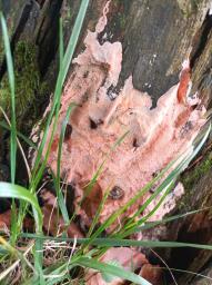 Rhodonia placenta