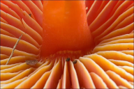 Hygrocybe coccinea