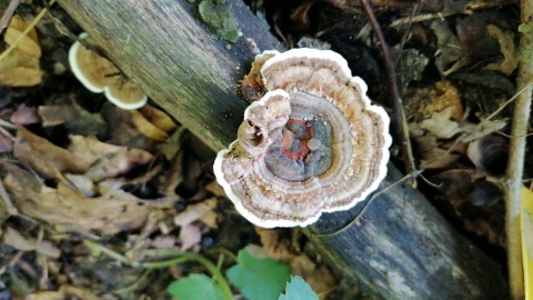Trametes versicolor