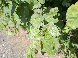 Erysiphe corylacearum