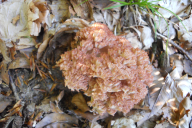 Ramaria botrytis