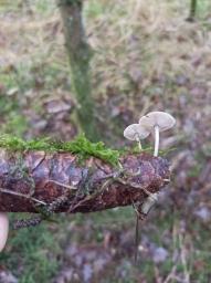 Baeospora myosura