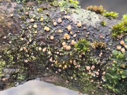 Pezicula coryli
