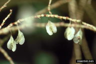 Fallopia