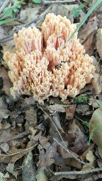 Ramaria formosa