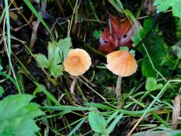 Galerina clavata