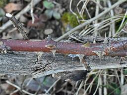 Saccothecium sepincola