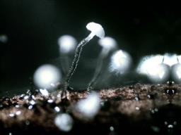 Ombrophila juniperinella