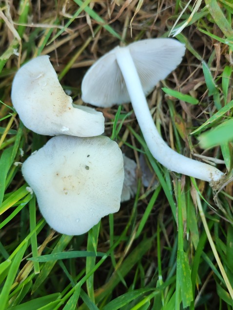Candolleomyces candolleanus