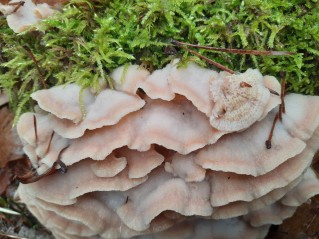 Phlebia tremellosa