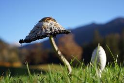 Coprinus comatus