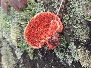 Pycnoporus cinnabarinus