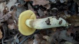 Leccinellum crocipodium