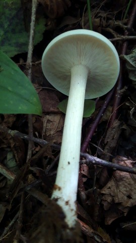 Melanoleuca strictipes