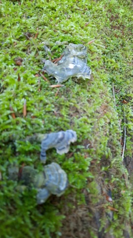 Trametes versicolor