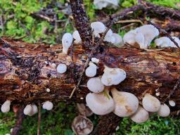 Panellus mitis