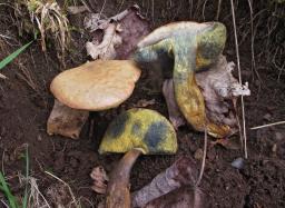 Rheubarbariboletus armeniacus