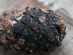 Tapesia lividofusca