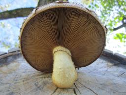 Pholiota populnea