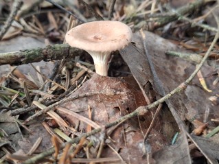 Infundibulicybe gibba
