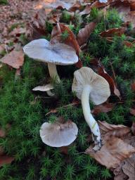 Tricholoma portentosum