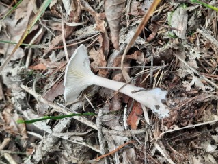 Ampulloclitocybe clavipes