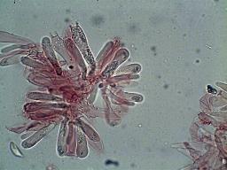 Hemimycena cucullata