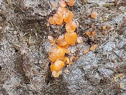 Cheilymenia granulata
