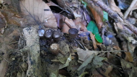 Cyathus striatus