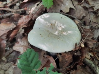 Lactifluus piperatus