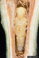 Saperda populnea