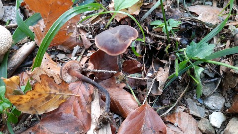 Macrocystidia cucumis