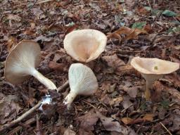 Infundibulicybe gibba