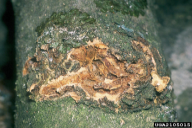 Hylesinus varius