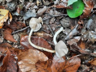 Helvella elastica