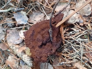 Phaeolus schweinitzii
