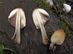 Coprinellus domesticus