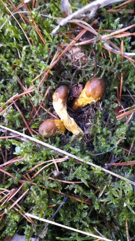 Tolypocladium capitatum