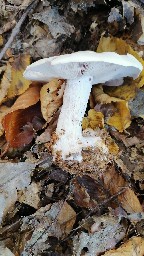 Lepista glaucocana