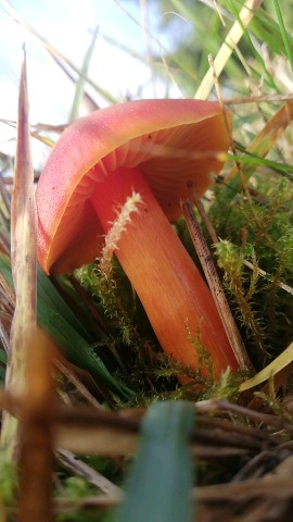 Hygrocybe punicea