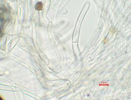 Inocybe geophylla