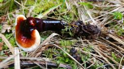 Ganoderma valesiacum