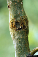 Saperda populnea