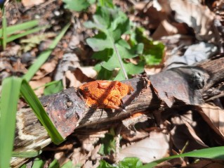 Pycnoporus cinnabarinus