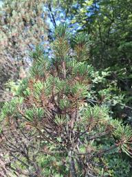 Lecanosticta acicola